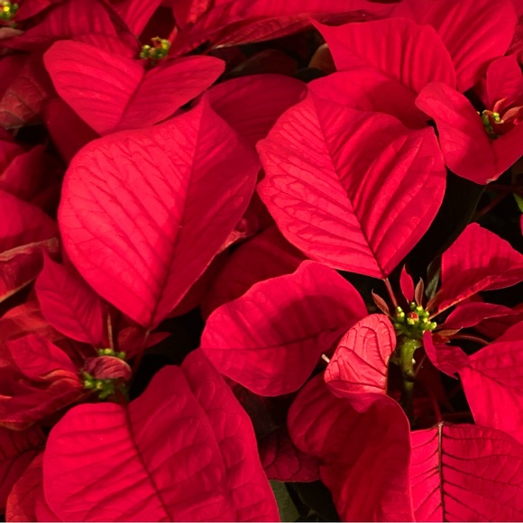 Gift Sale❣️Holiday Collectible Elaine Gold Red Scarf - Picture 7 of 9